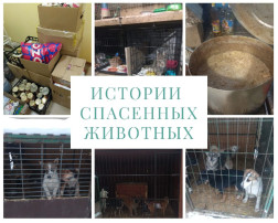 Акция "Истории спасенных животных" Акция "Истории спасенных животных".
