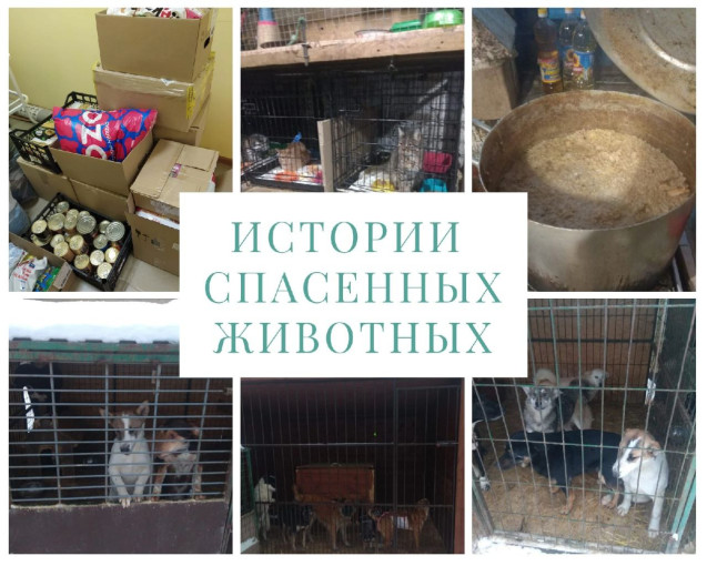 Акция "Истории спасенных животных" Акция "Истории спасенных животных".